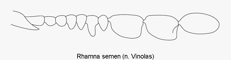 rhamna_semen_f.gif
