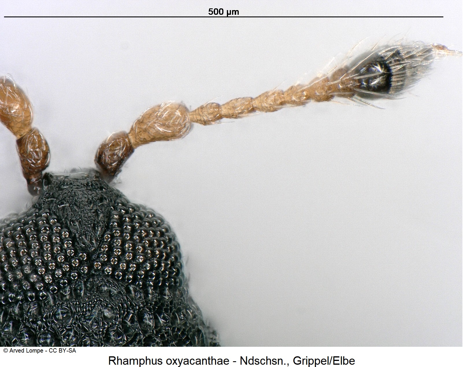 rhamphus_oxyacanthae_ck15497_f.jpg