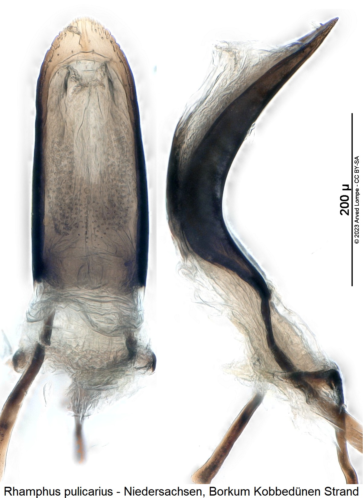 rhamphus_pulicarius1.jpg
