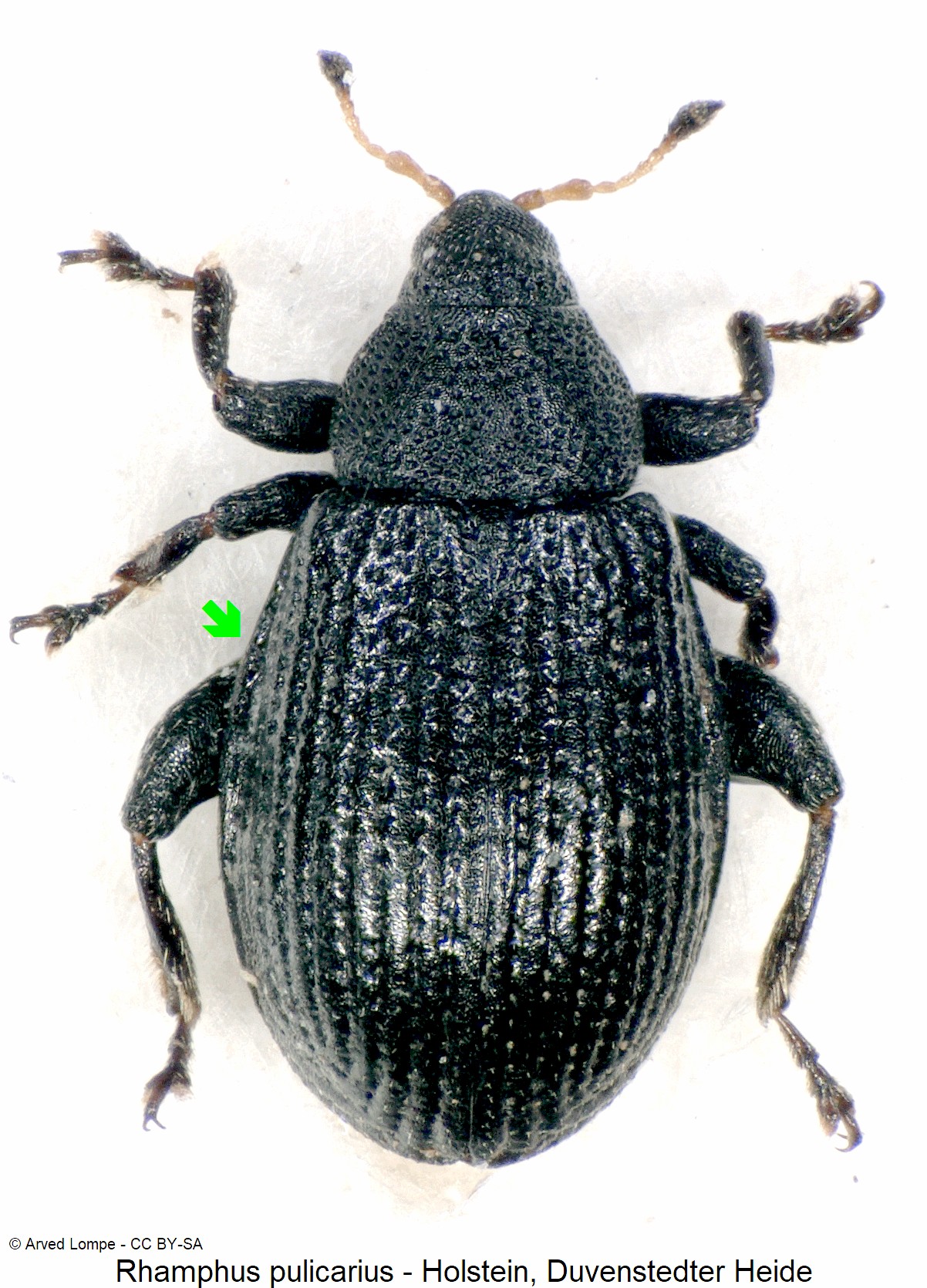 rhamphus_pulicarius_ck15490_hab.jpg