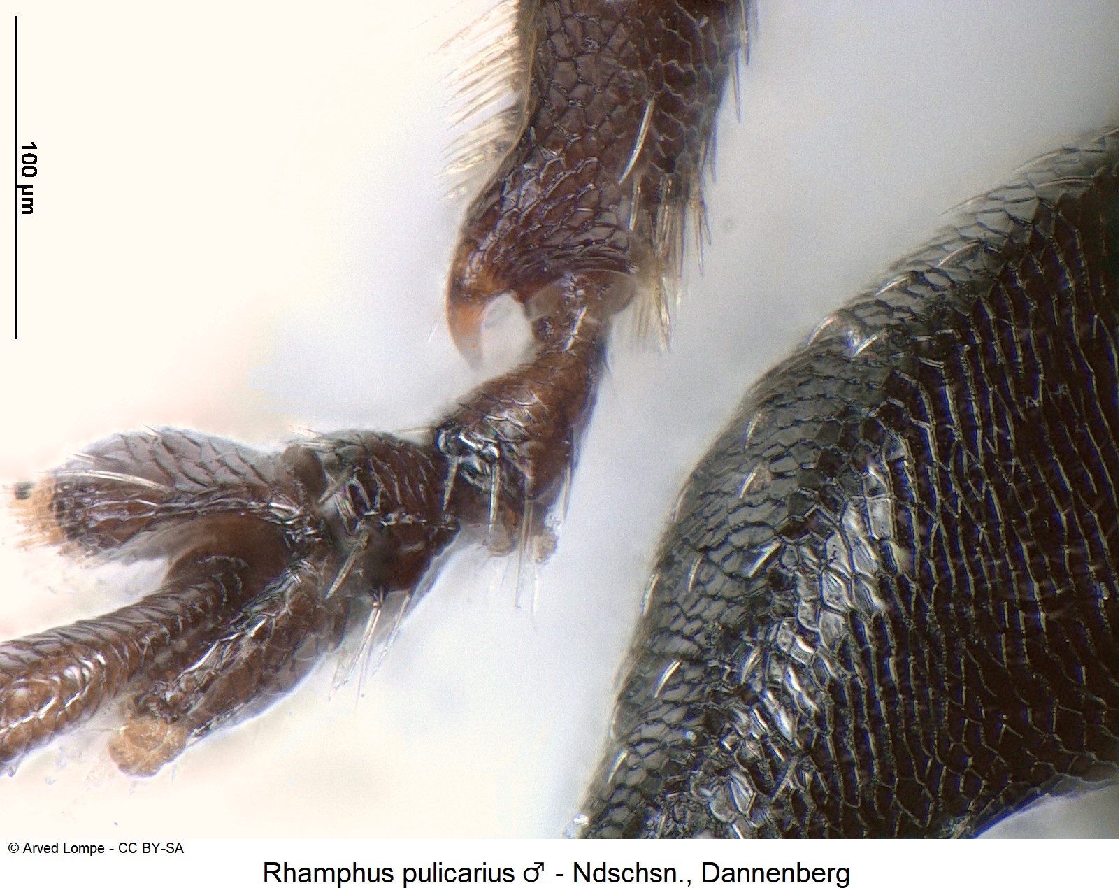 rhamphus_pulicarius_m_ck15491_mschn.jpg