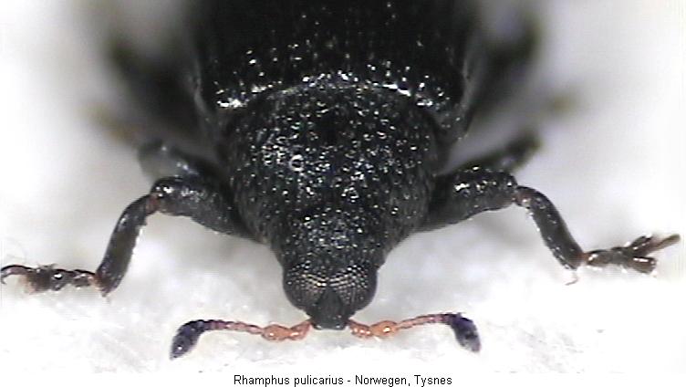 rhamphus_pulicarius_vk.jpg