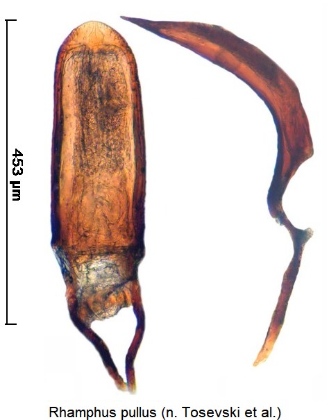 rhamphus_pullus.jpg