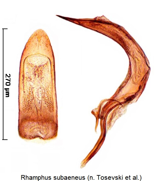 rhamphus_subaeneus.jpg