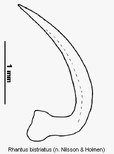 rhantus_bistriatus.gif