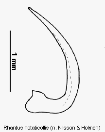 rhantus_notaticollis.gif