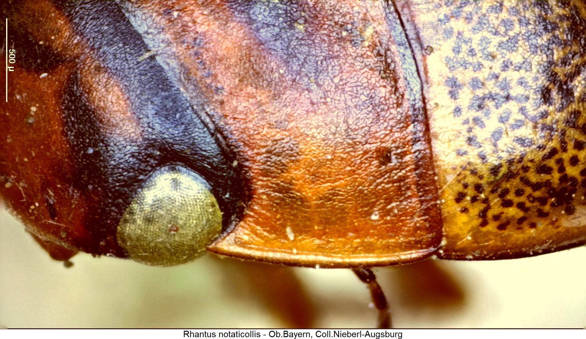 rhantus_notaticollis_hsch.jpg