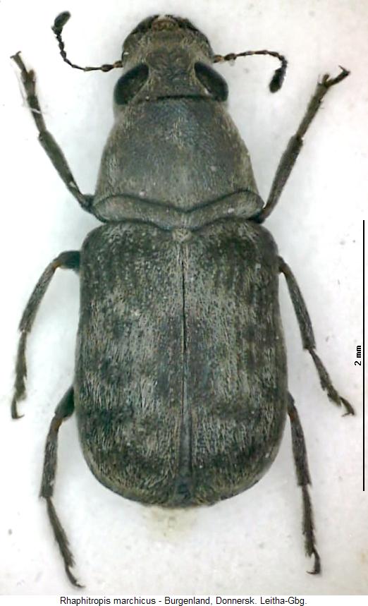 rhaphitropis_marchicus_hab.jpg