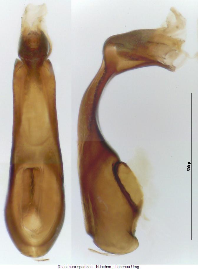 rheochara_spadicea.jpg