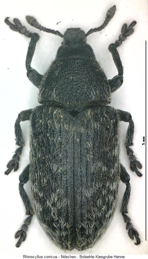 rhinocyllus_conicus_hab.jpg