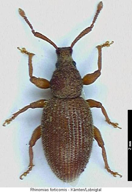 rhinomias_forticornis_hab.jpg