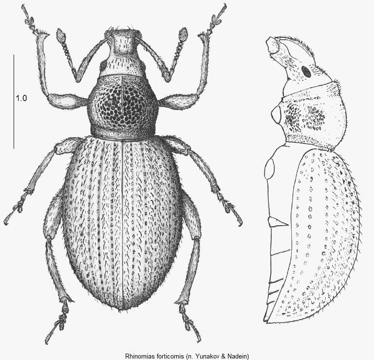 rhinomias_forticornis_hab1.gif