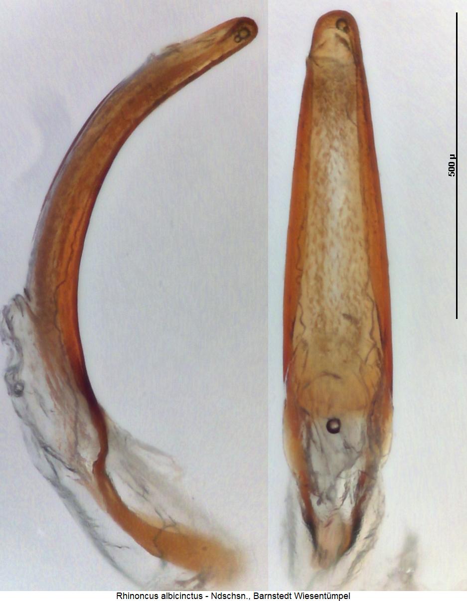 rhinoncus_albicinctus.jpg