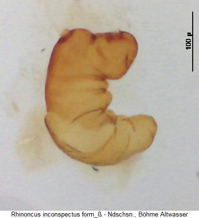 rhinoncus_inconspectus_sperm1.jpg