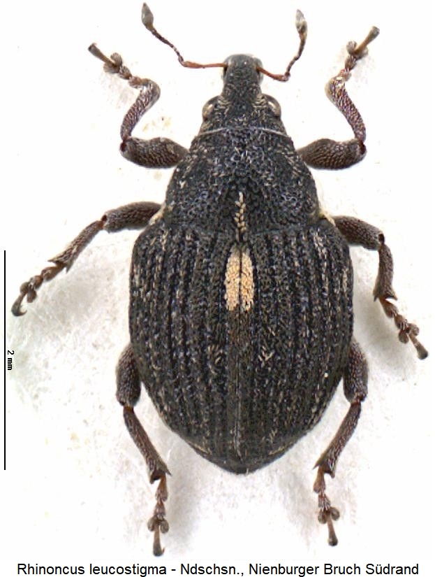 rhinoncus_leucostigma_hab.jpg
