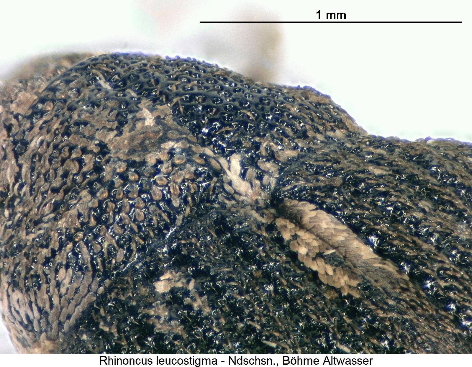 rhinoncus_leucostigma_hsch.jpg