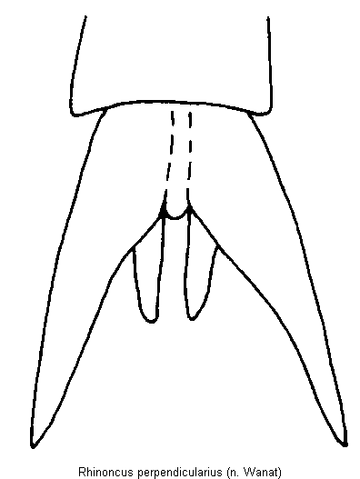 rhinoncus_perpendicularius_klaue.gif