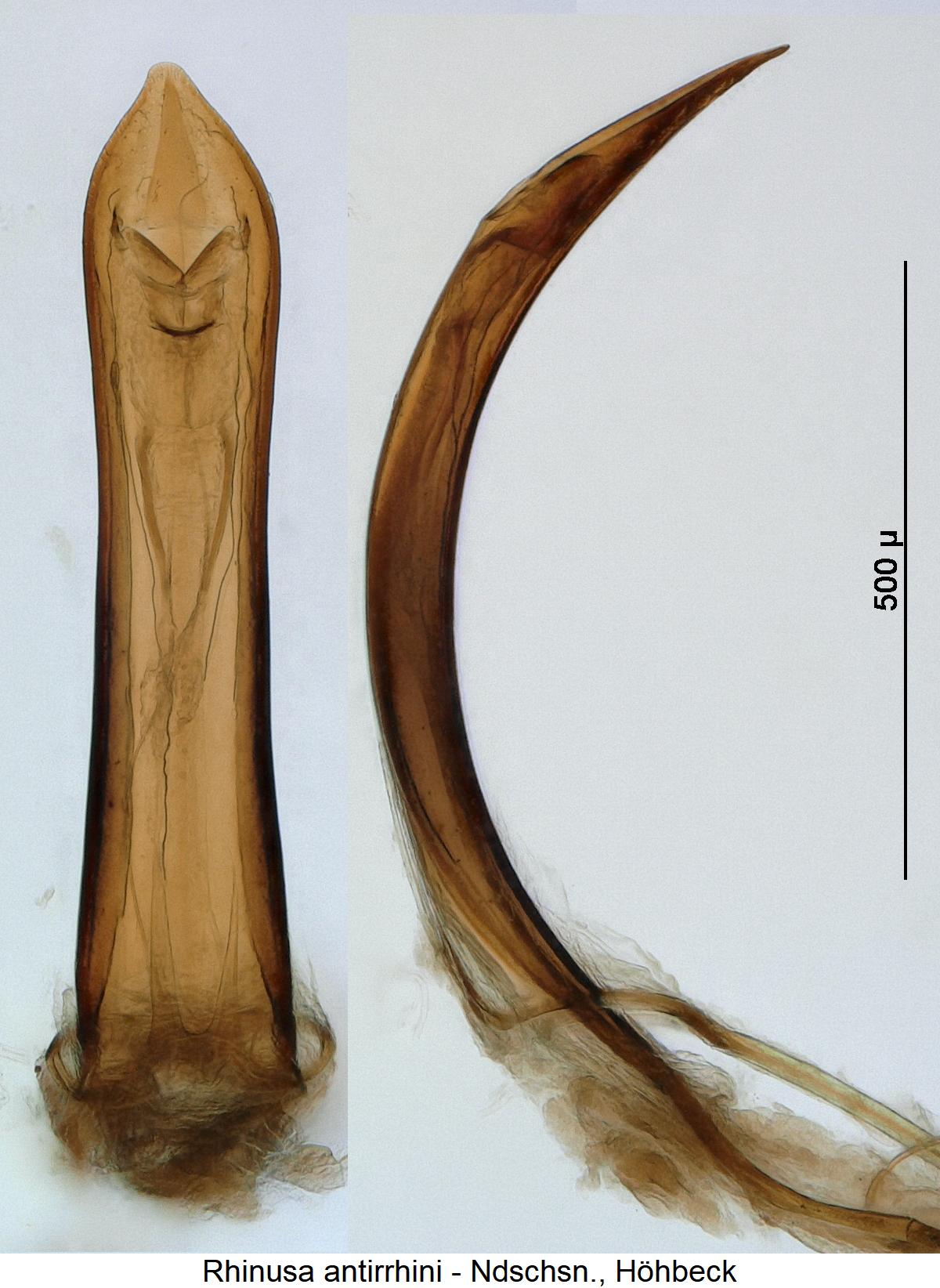 rhinusa_antirrhini.jpg