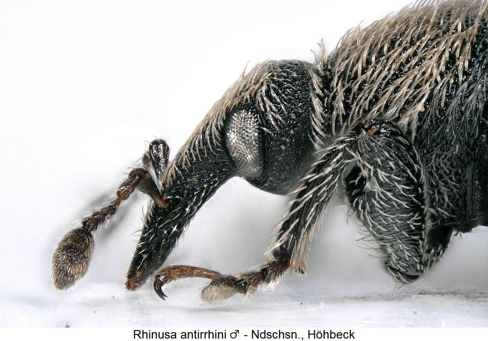 rhinusa_antirrhini_sa.jpg