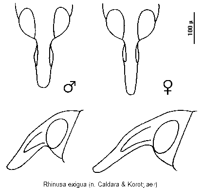 rhinusa_exigua_k.gif