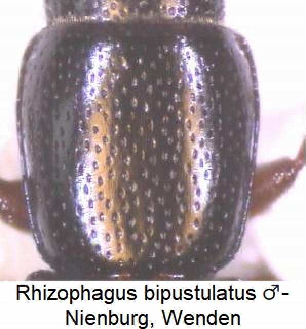 rhizophagus_bipustulatus_hsch.jpg