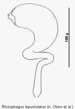 rhizophagus_bipustulatus_sperm.gif