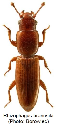 rhizophagus_brancsiki_hab.jpg