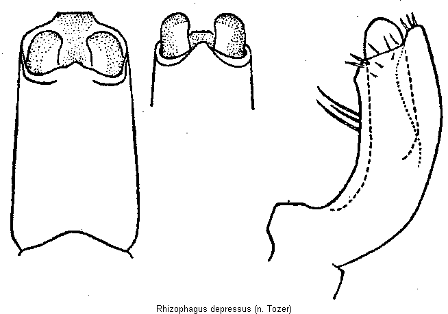 rhizophagus_depressus.gif