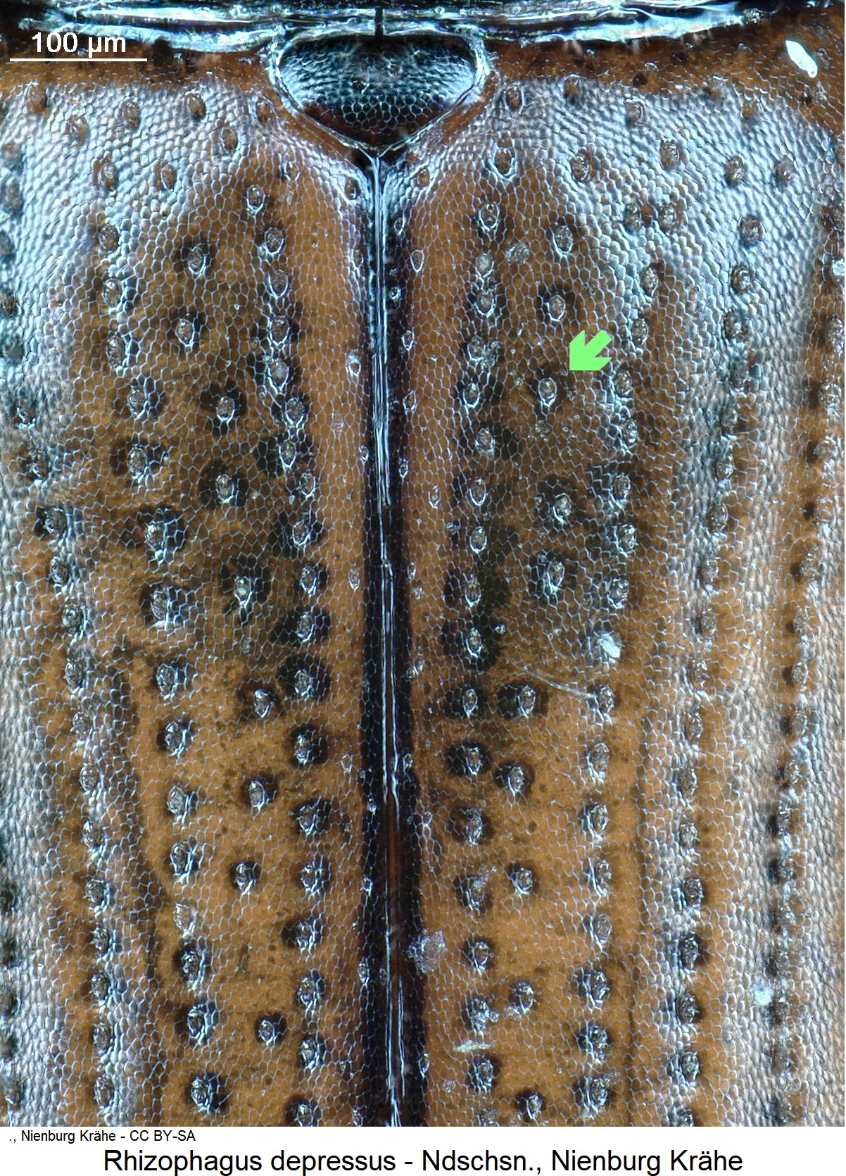 rhizophagus_depressus_ck20361_fld.jpg