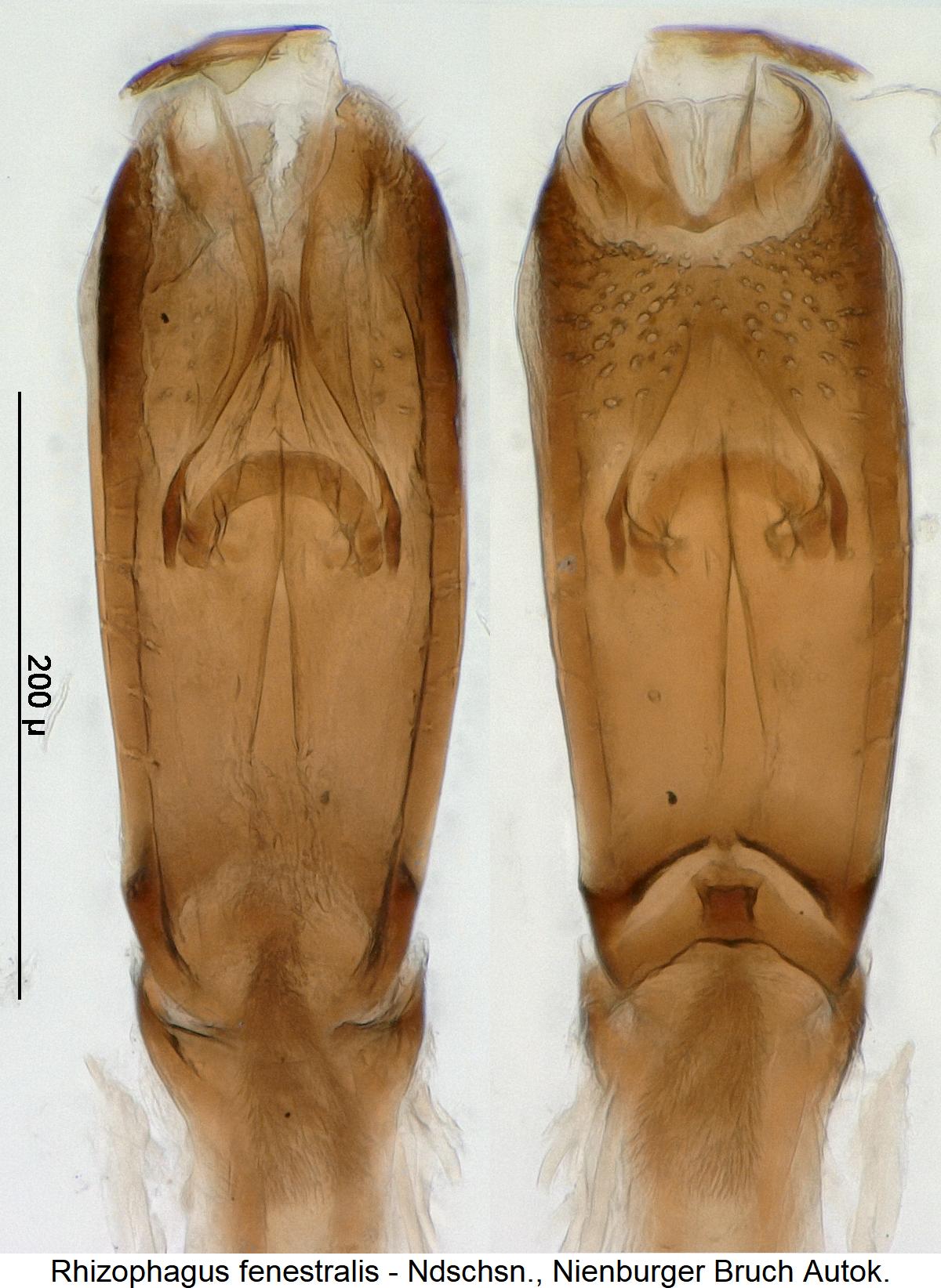 rhizophagus_fenestralis.jpg