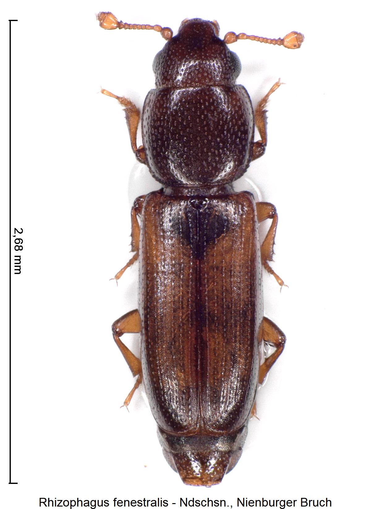 rhizophagus_fenestralis_hab.jpg