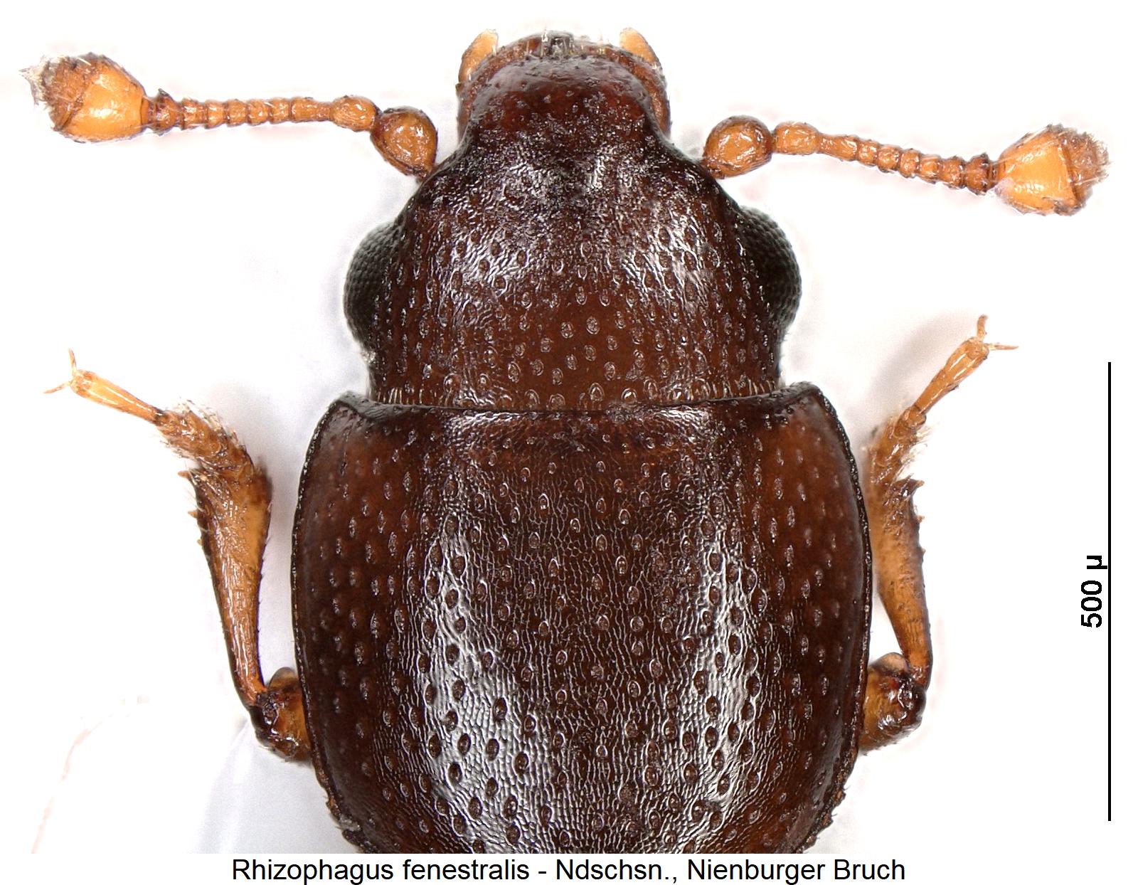 rhizophagus_fenestralis_vk.jpg