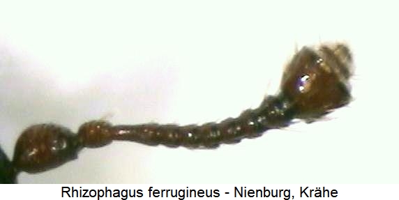 rhizophagus_ferrugineus_fhlr.jpg