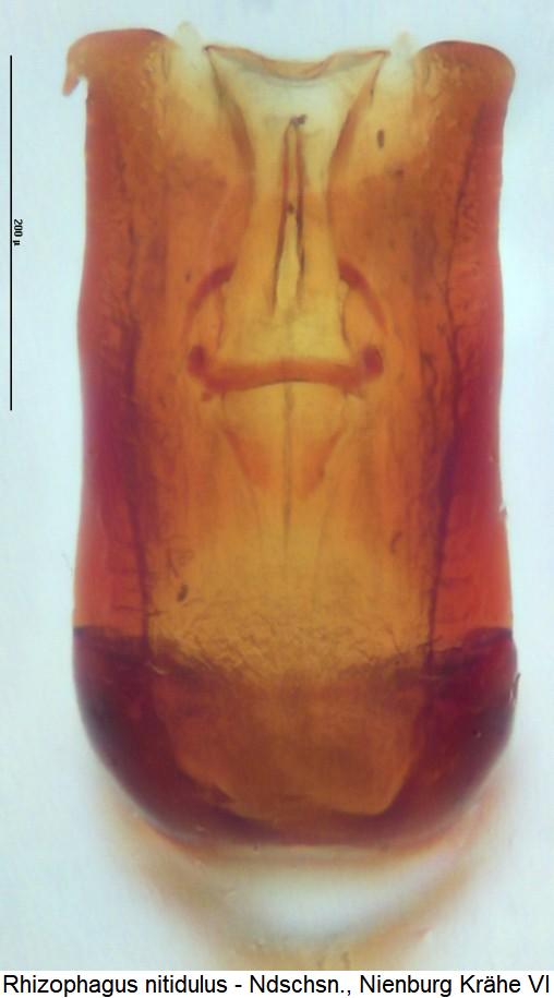rhizophagus_nitidulus2.jpg