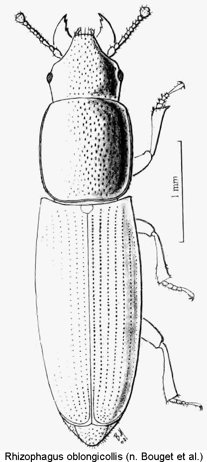 rhizophagus_oblongicollis_hab.gif