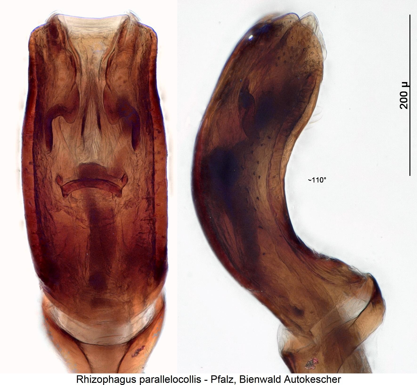 rhizophagus_parallelocollis1.jpg