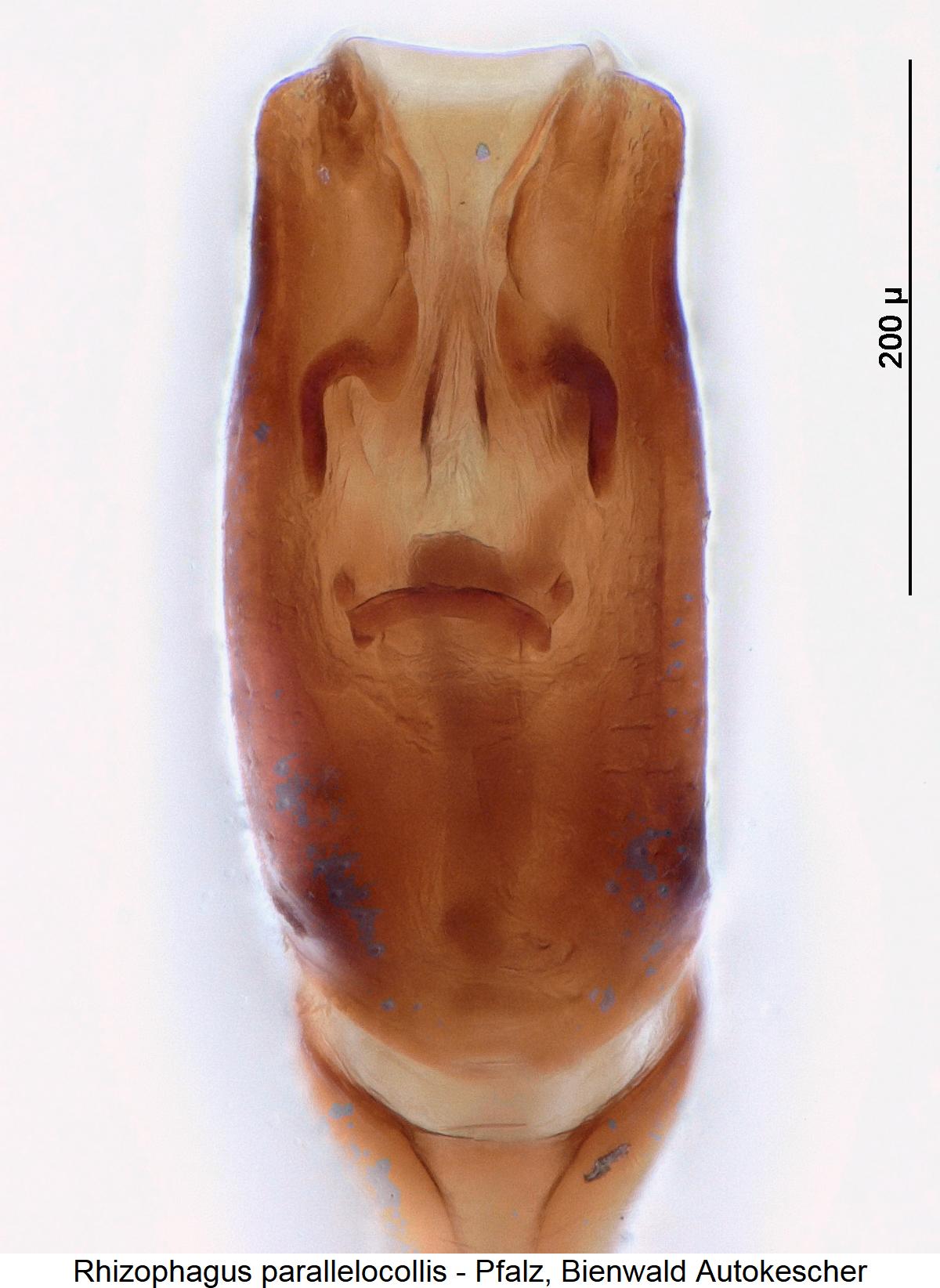 rhizophagus_parallelocollis2.jpg