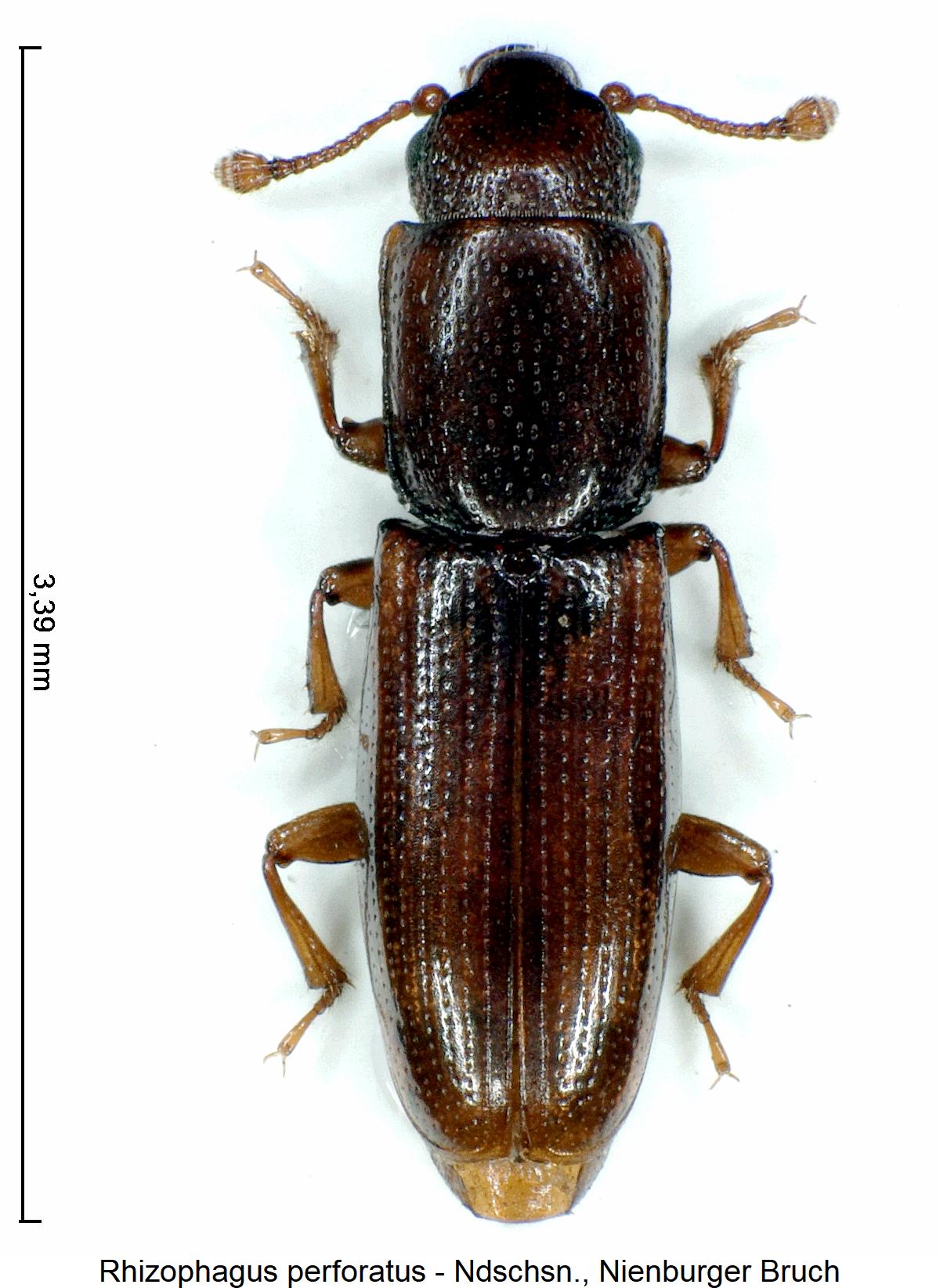 rhizophagus_perforatus_hab.jpg