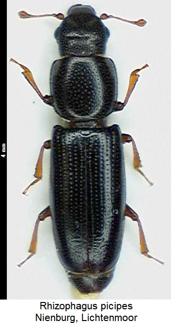rhizophagus_picipes_hab.jpg
