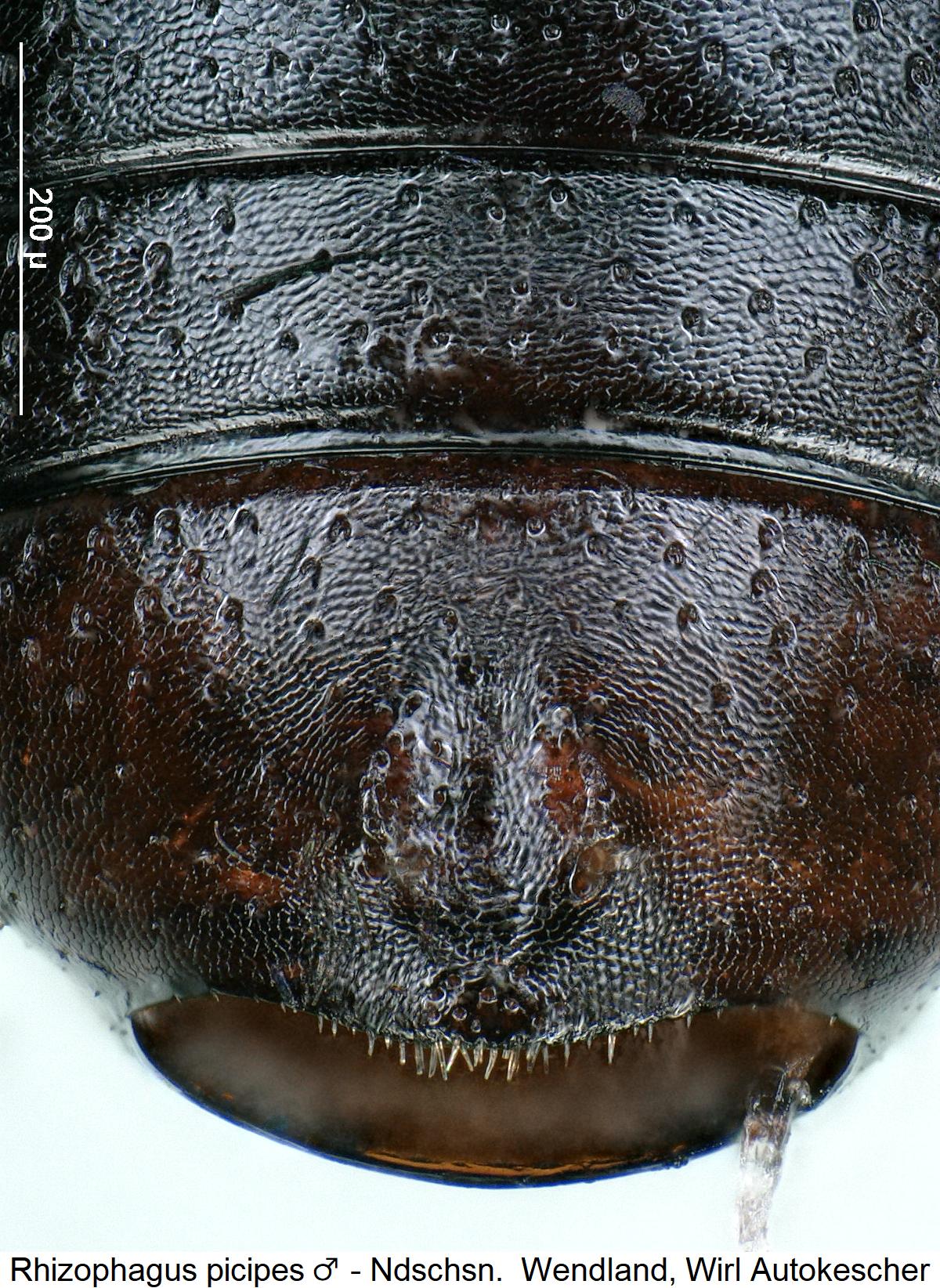 rhizophagus_picipes_m_abd.jpg