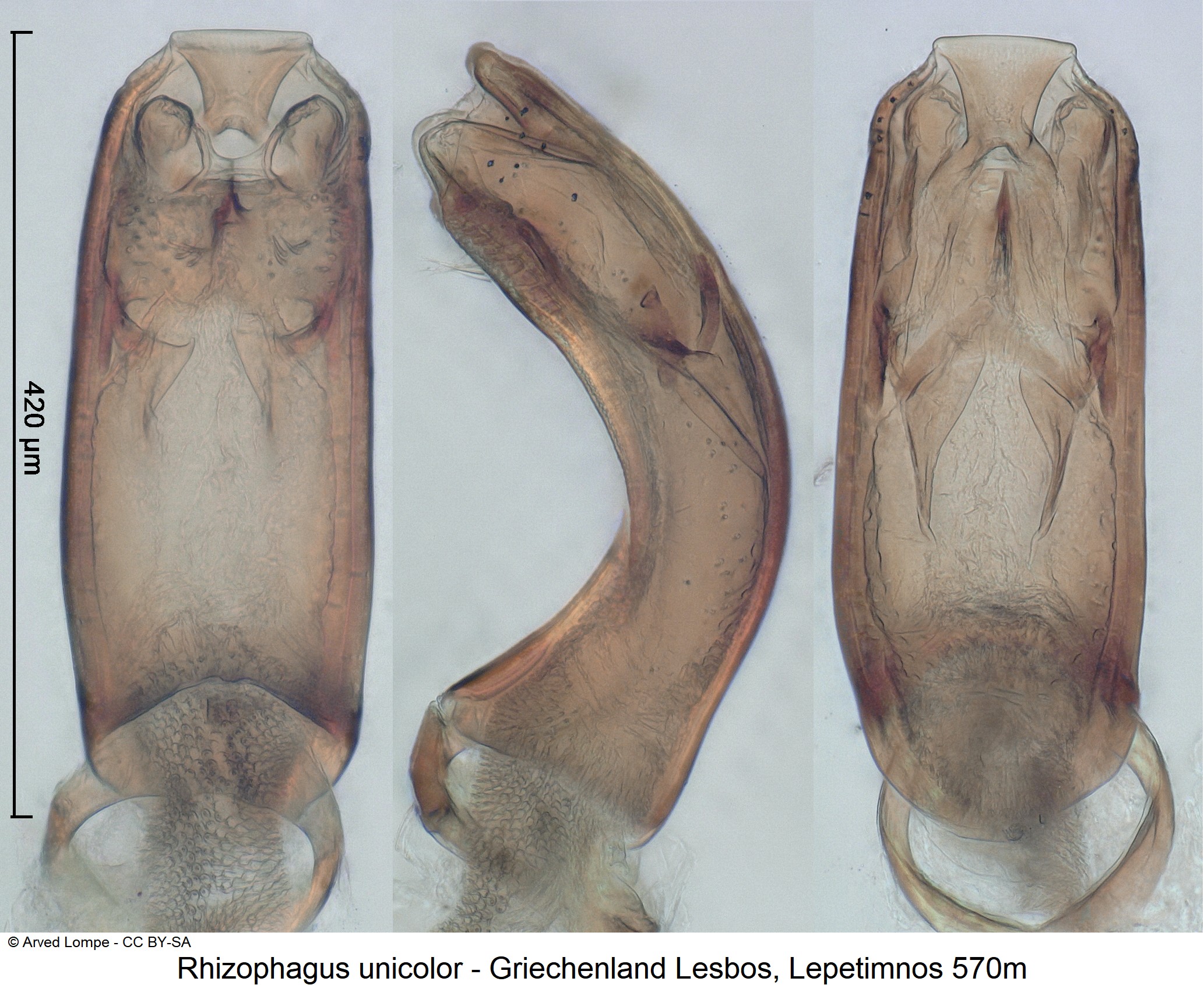 rhizophagus_unicolor_ck19585.jpg