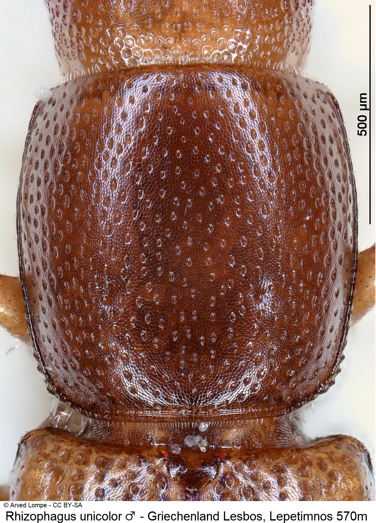 rhizophagus_unicolor_m_hsch.jpg
