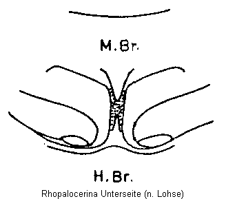 rhopalocerina_unterseite.gif
