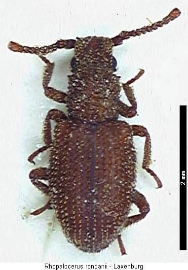 rhopalocerus_rondanii_hab.jpg