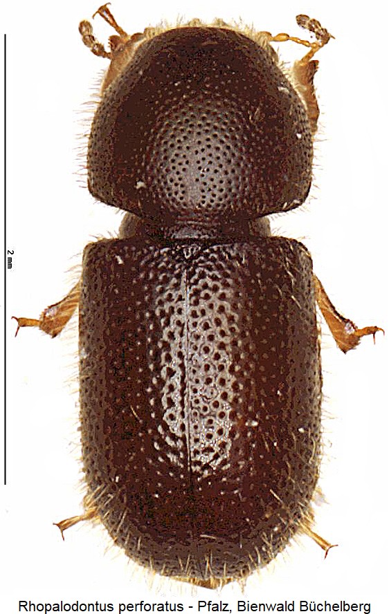 rhopalodontus_perforatus_hab.jpg