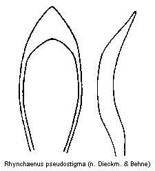 rhynchaenus_pseudostigma.gif