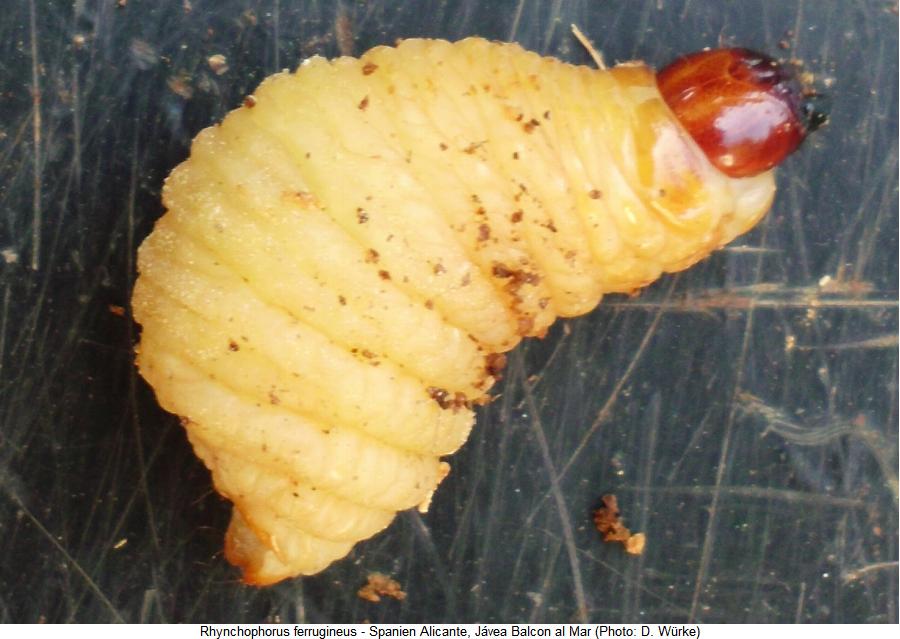 rhynchophorus_ferrugineus_larve.jpg