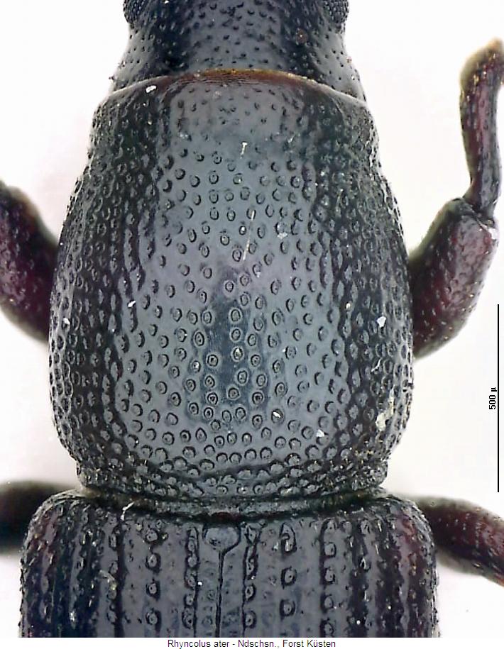 rhyncolus_ater_hsch.jpg
