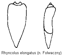 rhyncolus_elongatus.gif