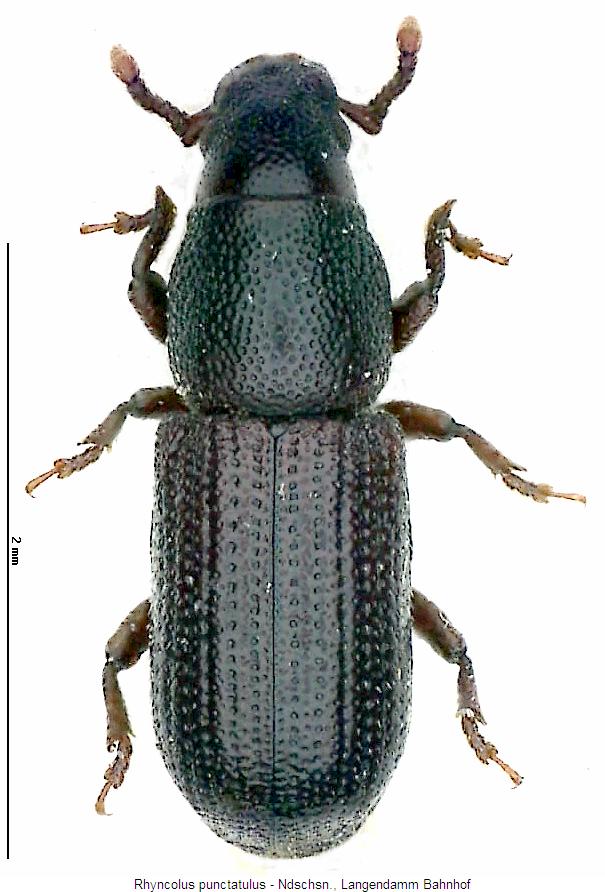 rhyncolus_punctatulus_hab.jpg